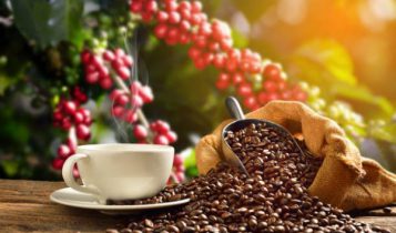 Còn những bí ẩn nào về hạt cà phê mà bạn chưa biết đến?