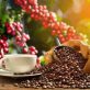 Còn những bí ẩn nào về hạt cà phê mà bạn chưa biết đến?